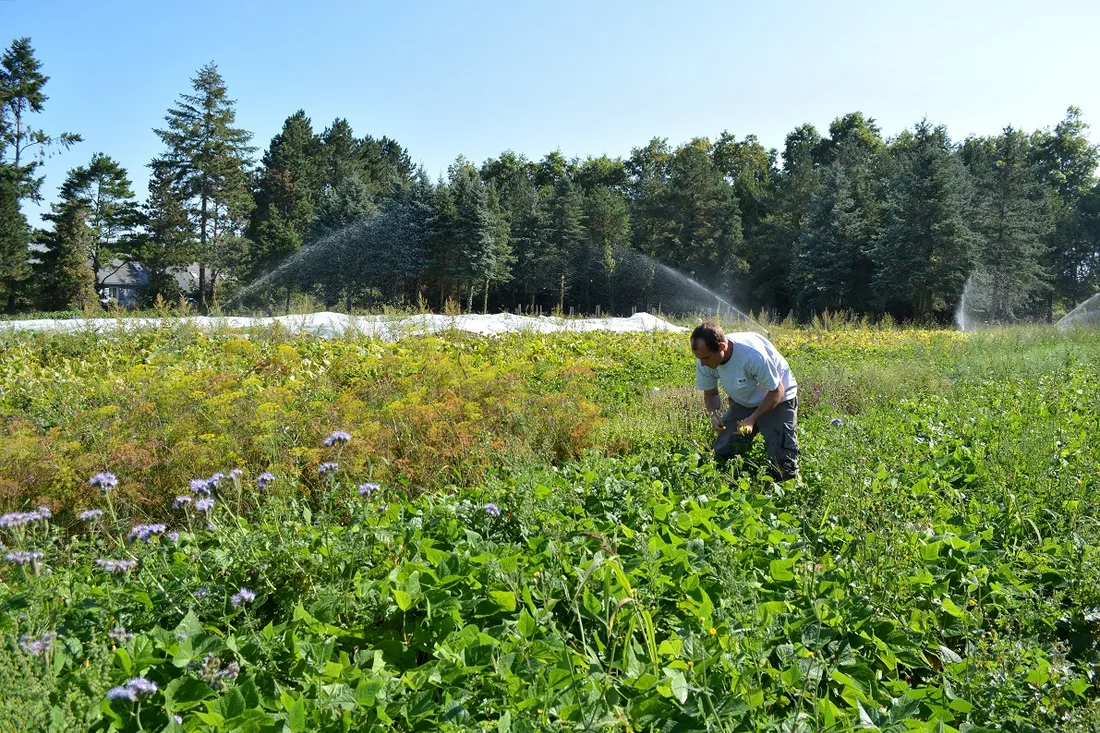 Ronan Bétin, maraîcher municipal à Vannes